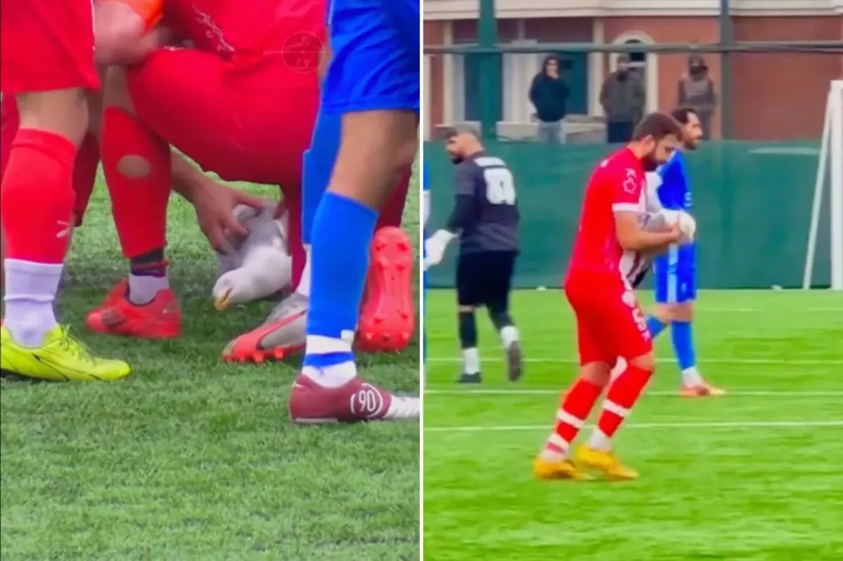Soccer player uses CPR to revive seagull struck by ball during playoff match in Turkey